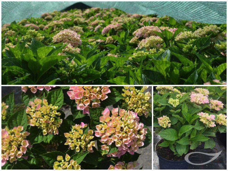 Hydrangea-Ball-Ankong