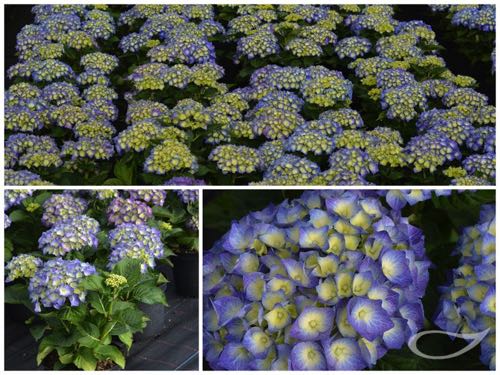 Hydrangea-Ball-Bela