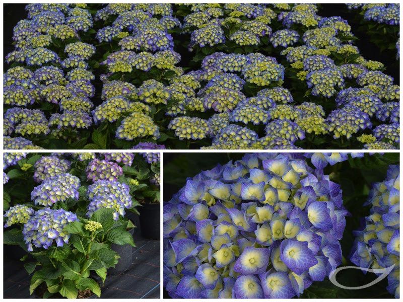 Hydrangea-Ball-Bela