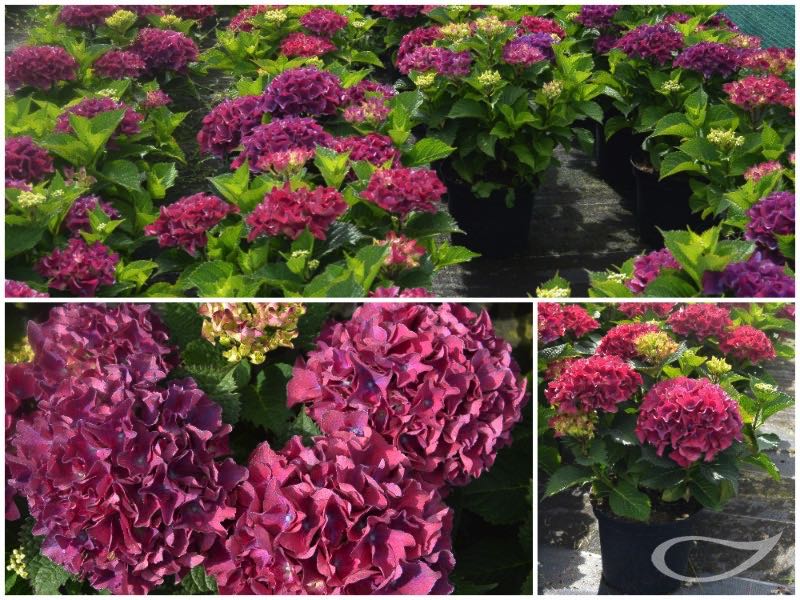 Hydrangea-Ball-Red-Beauty-lila