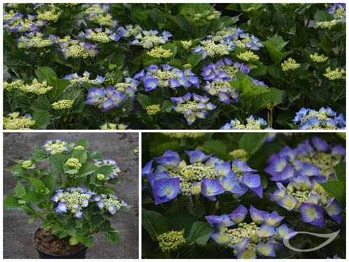 Hydrangea-Teller-Blaumeise-blau