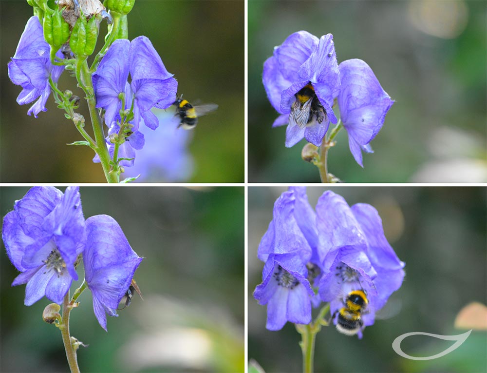 Hummel an Eisenhutblüte