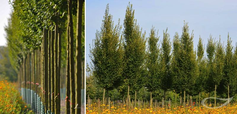 Freilandbäume Carpinus betulus