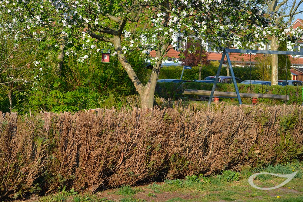 Pflegefehler bei Chamaecyparis-Hecke