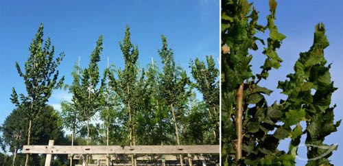 Containerbäume Ulmus Columella