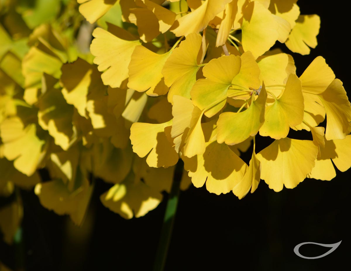 Ginkgo biloba Herbstfärber Herbstlaub