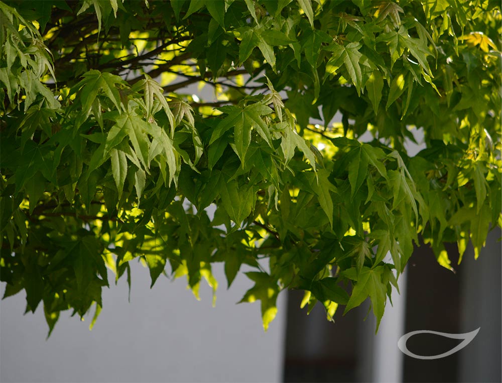 Liquidambar styraciflua Gum Ball Kugel-Amberbaum
